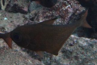 Pempheris oualensis - Glasfisch (Beilfisch)